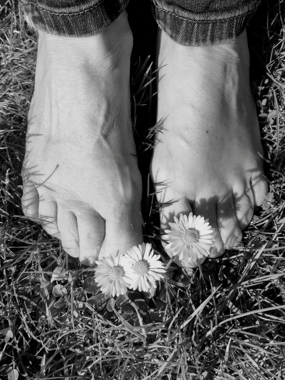 Premières marguerites